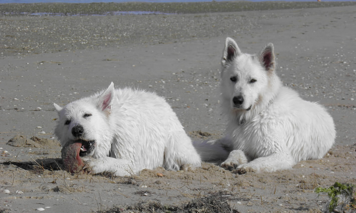 Dyra & Attila in Portugal